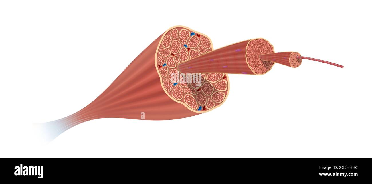 Struktur Anatomie Der Skelettmuskulatur Stockfoto