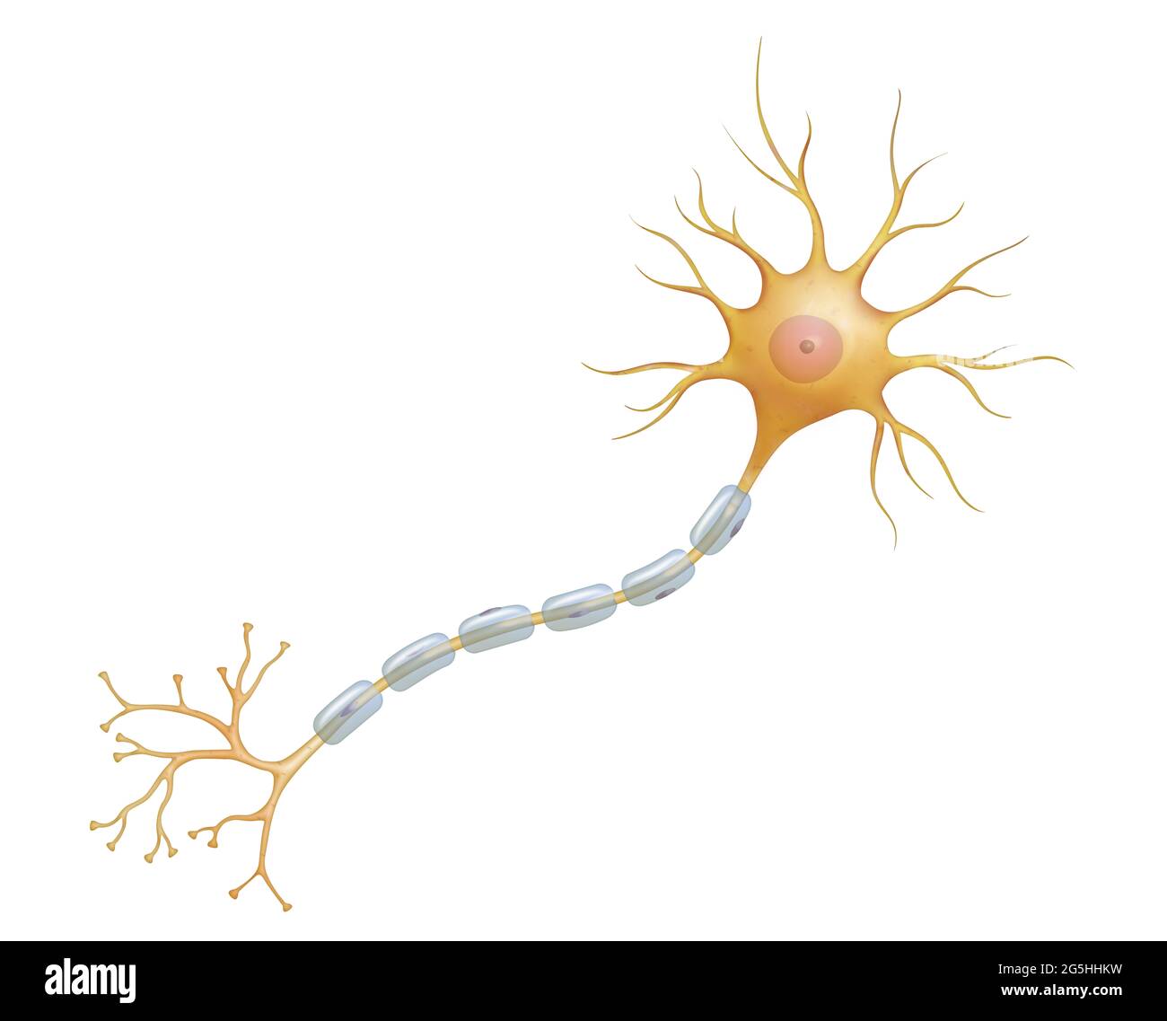 Neuron oder Nervenzelle ist der Hauptbestandteil des Nervengewebes Stockfoto