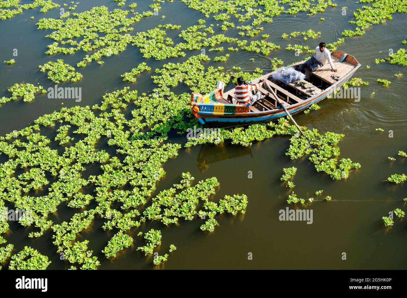 Verschmutzung der Wasseroberfläche der Erde, grüne Algen allmählich decken die Oberfläche des blühenden Wassers auf dem Fluss. Stockfoto