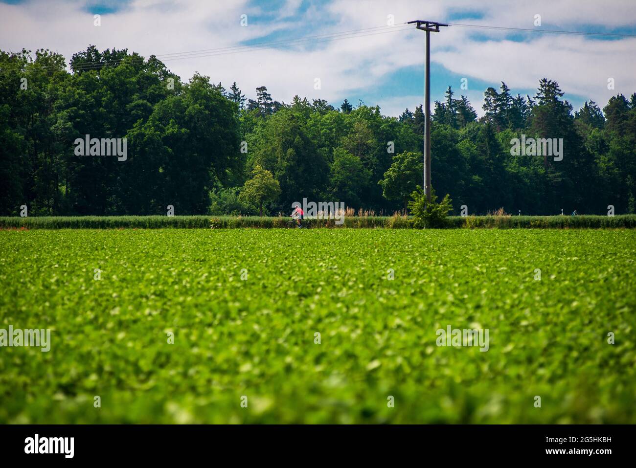 Ein Mann fährt mit dem Fahrrad auf einem Waldweg Stockfoto