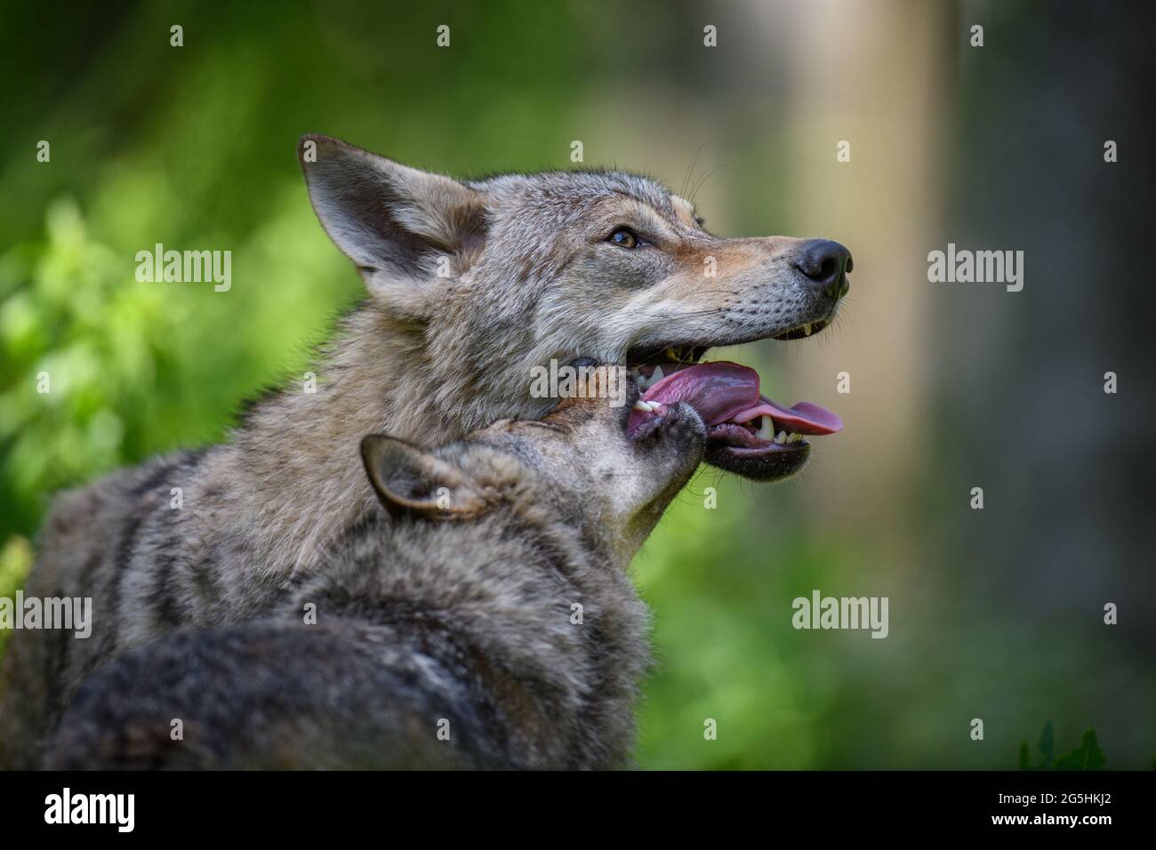 Wolfsporträt im Sommerwald. Wildlife-Szene aus der Natur. Wildes Tier im natürlichen Lebensraum Stockfoto