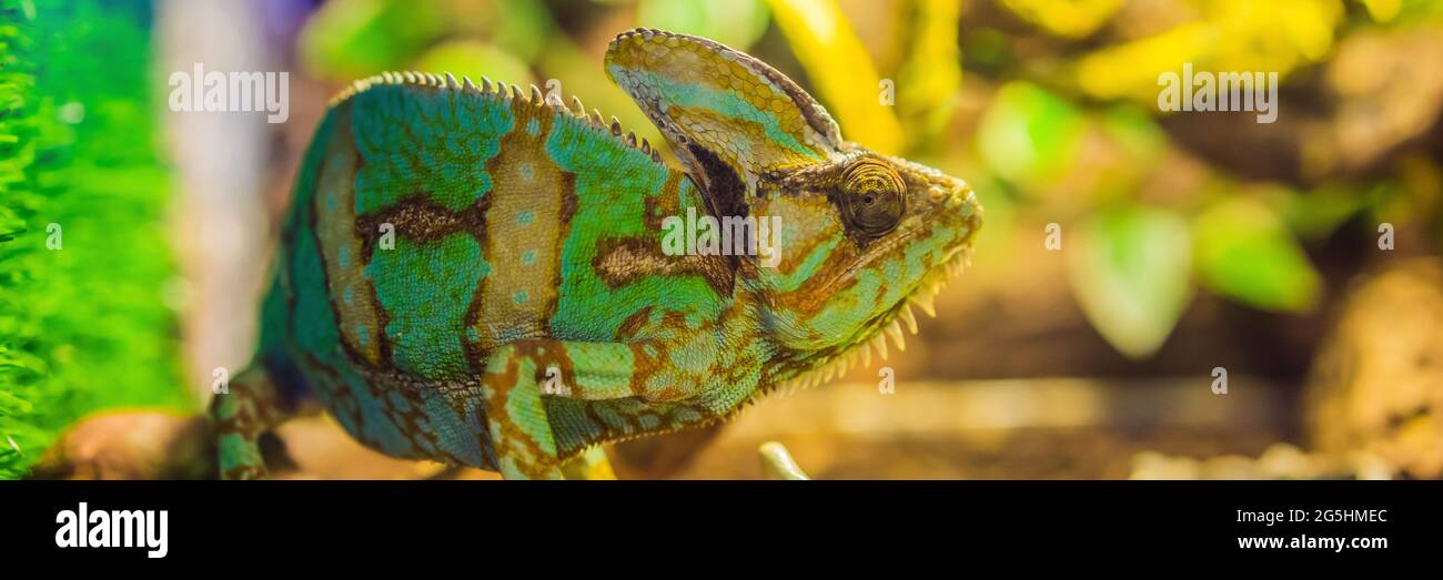 Grünes hamilion auf einem Zweig in einem TERRARIENBANNER, LANG Stockfoto