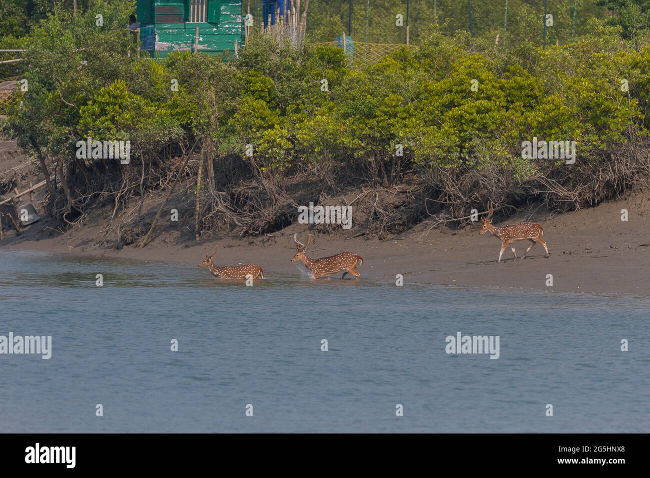 Männchen gesichtet Hirsch auf dem Watt in der Nähe Waldcamp, um den Fluss zu überqueren Sundarban National Park, West Bengal, Indien Stockfoto