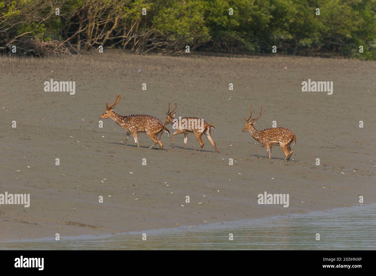 Männchen gesichtet Hirsch auf dem Watt nach der Überquerung eines Flusses im Sundarban National Park, West Bengal, Indien Stockfoto