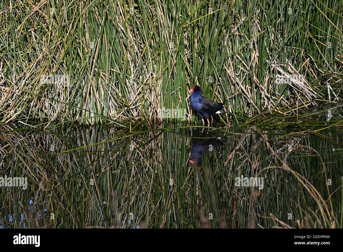 Australasian Swamphen, auch bekannt als ein Pukeko, in einem Teich, mit Schilf im Hintergrund. Die Spiegelung des Vogels ist auf der stillen Wasseroberfläche klar Stockfoto