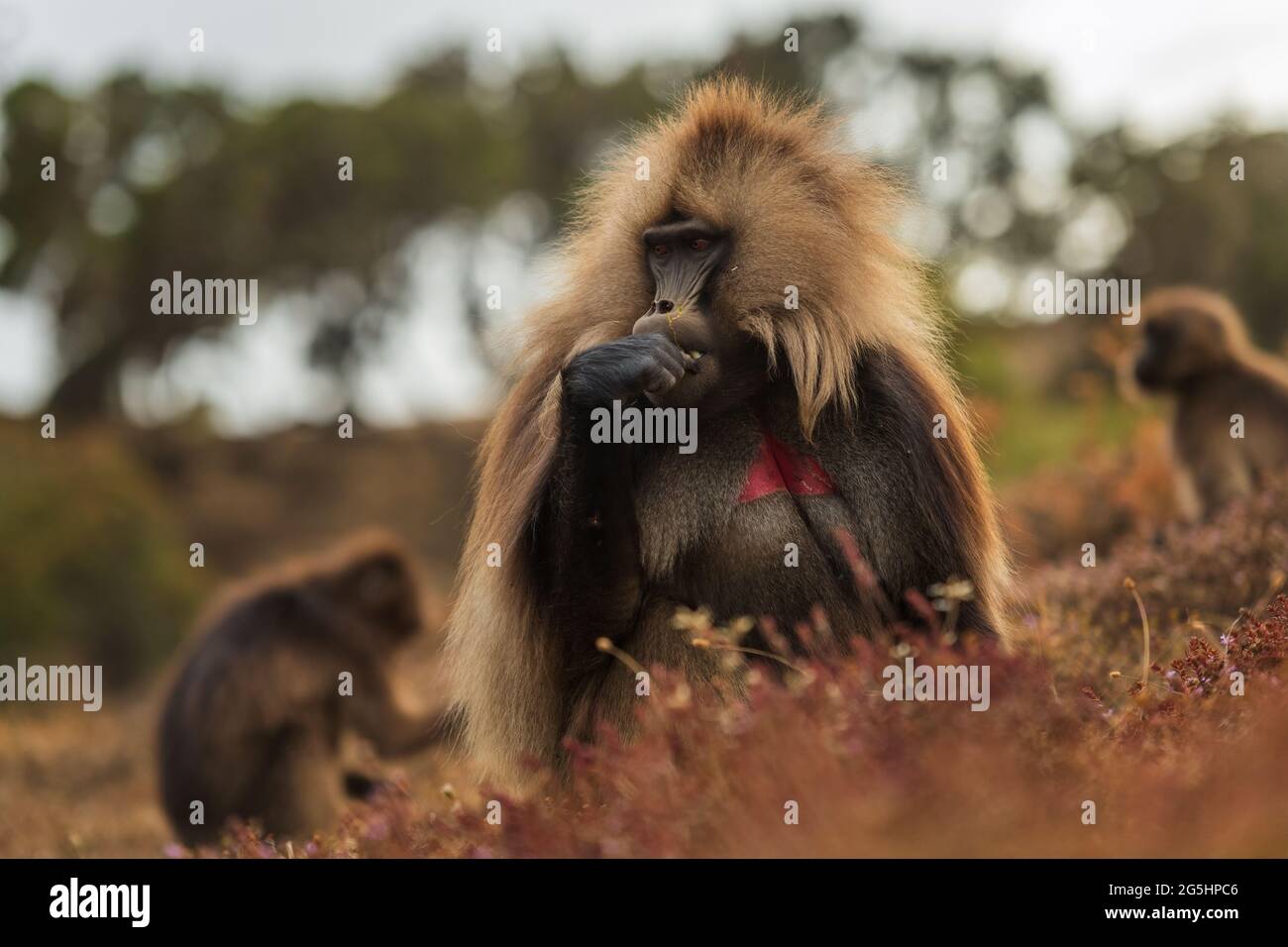 Gelada Baboon - Theropithecus gelada, schöner Bodenprimat aus dem Simien-Gebirge, Äthiopien. Stockfoto