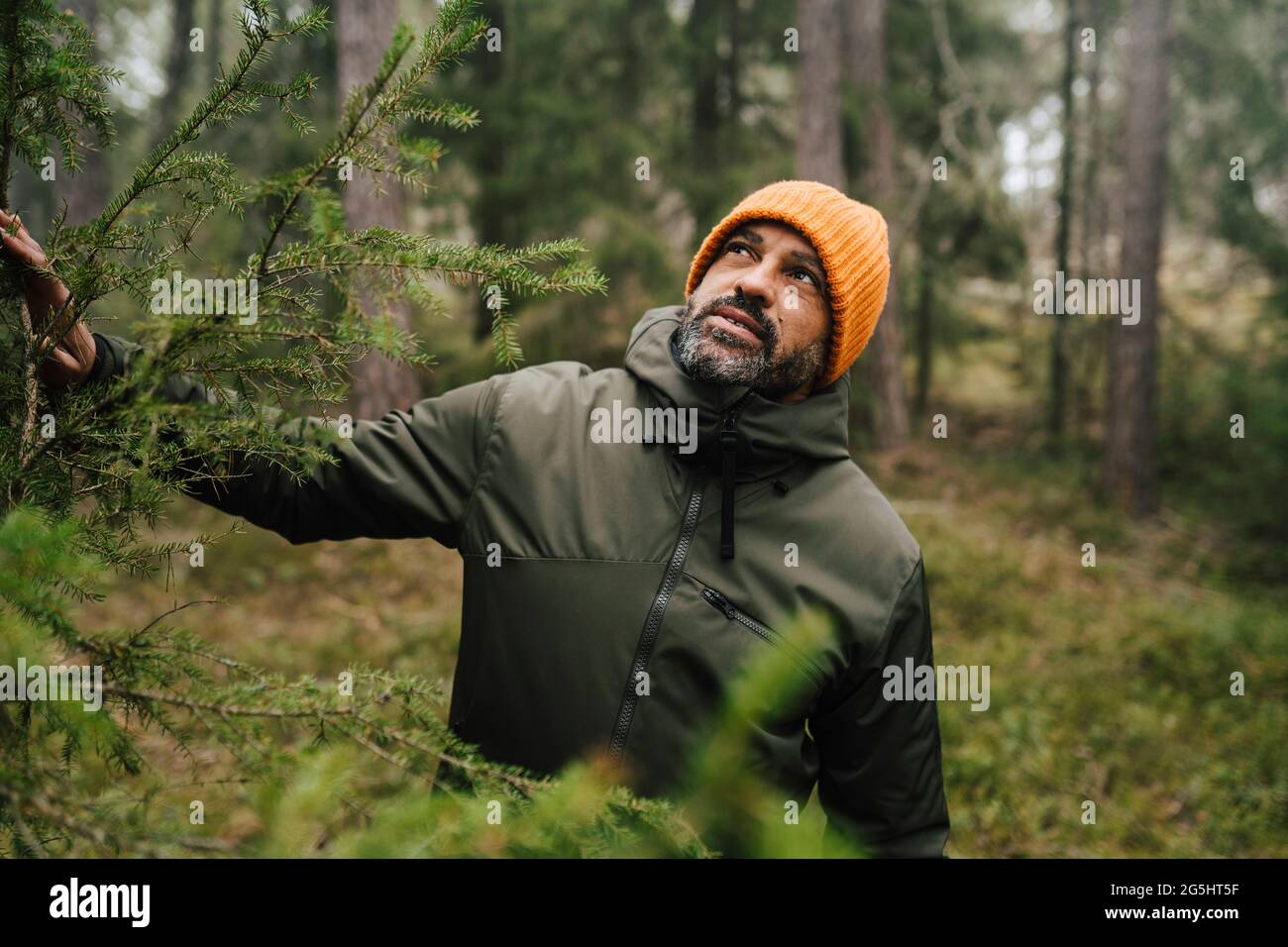 Reifer männlicher Entdecker, der beim Wandern im Wald aufschaut Stockfoto