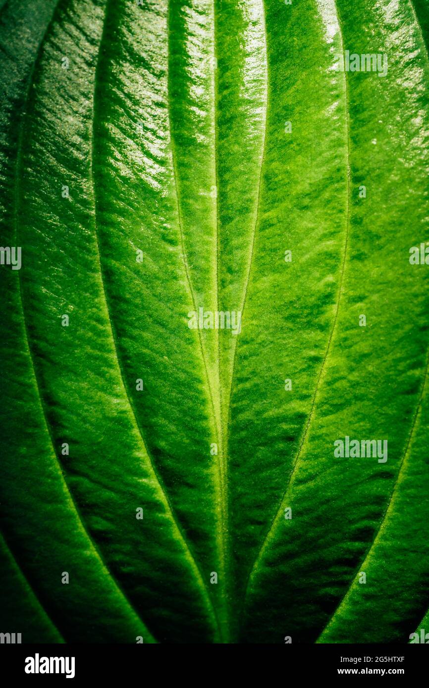 Großes strukturiertes grünes Pflanzenblatt, natürlicher Sommerhintergrund, frische grüne Pflanze. Stockfoto