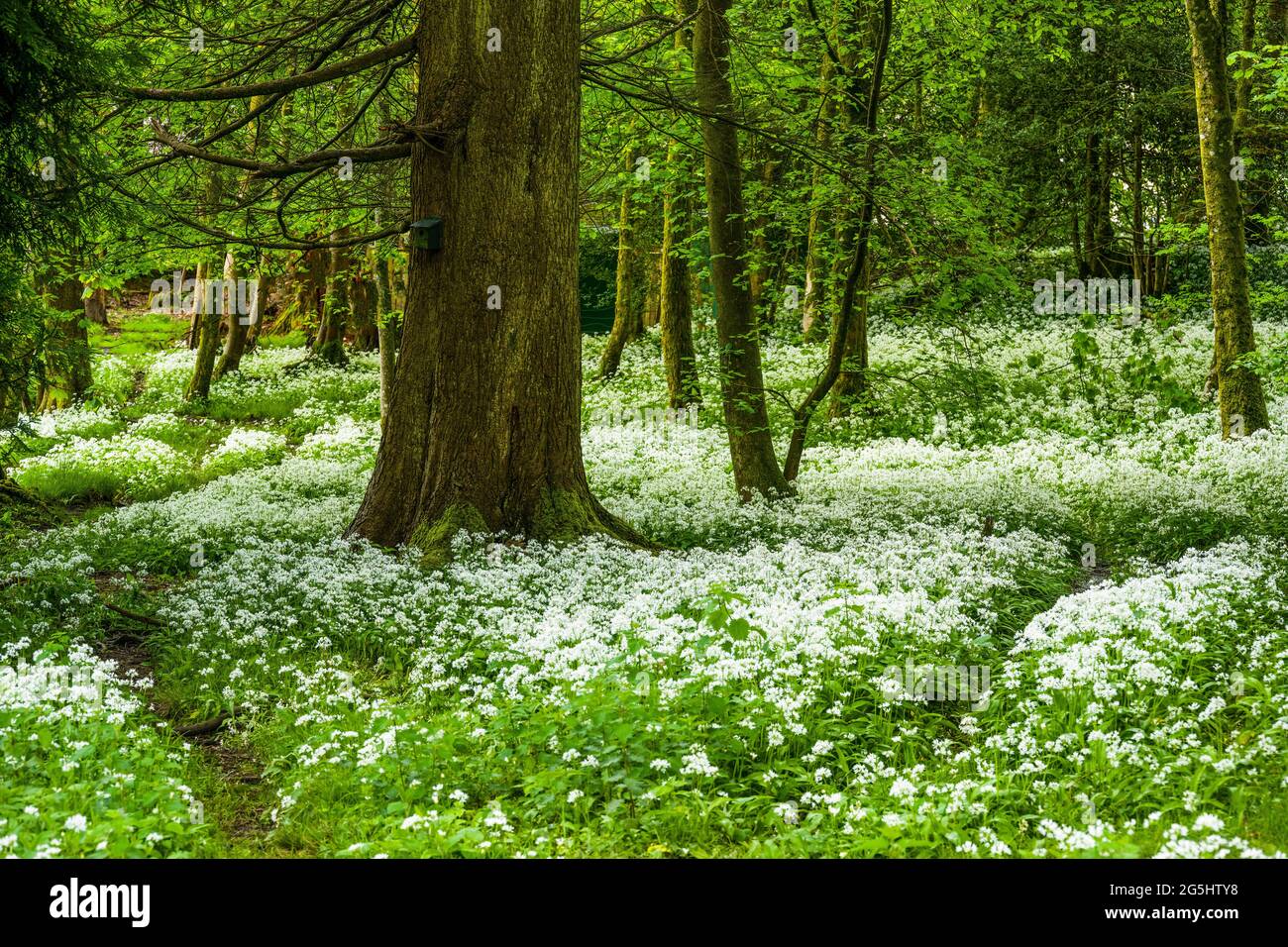 Teppich mit wilden Knoblauchblüten in Lake District Wäldern 2241 Stockfoto