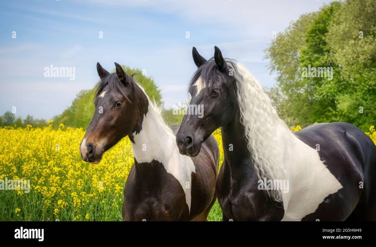 Zwei Pferde, Warmblut-Barockstil, Baronstutfohlen in schwarz-weißem Tobiano gemustert, ein zwei Jahre altes Stutfohlen und seine Mutter, Porträt auf einem Rapsfeld Stockfoto