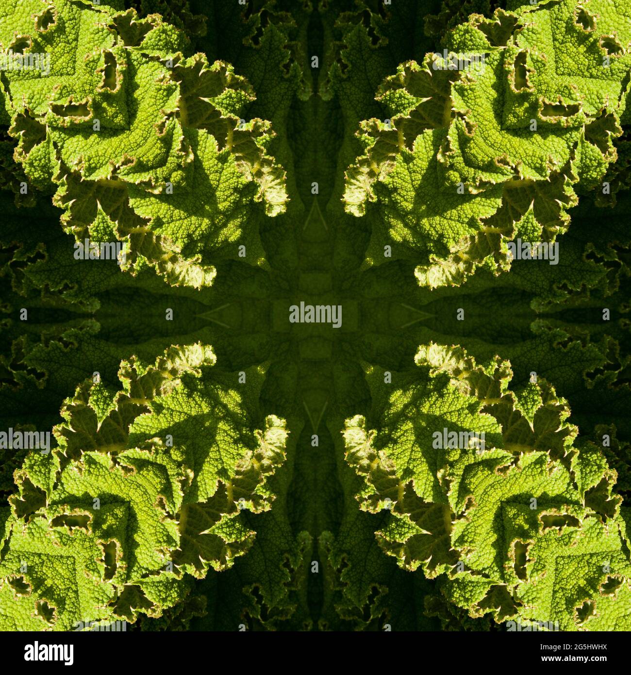 Kaleidoskop einer Gunnera-Pflanze Stockfoto