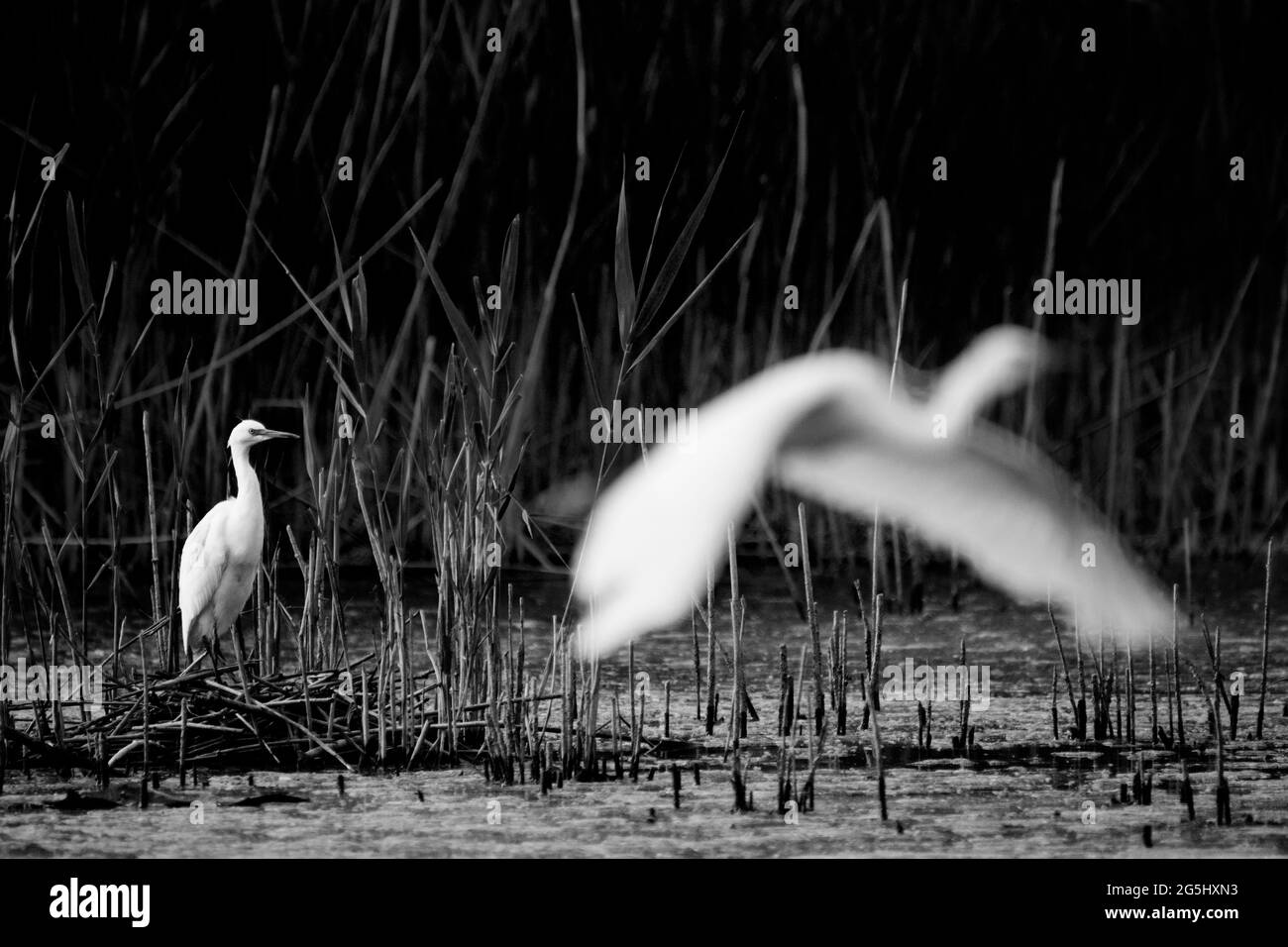 Ardea alba modea Reiher Stockfoto