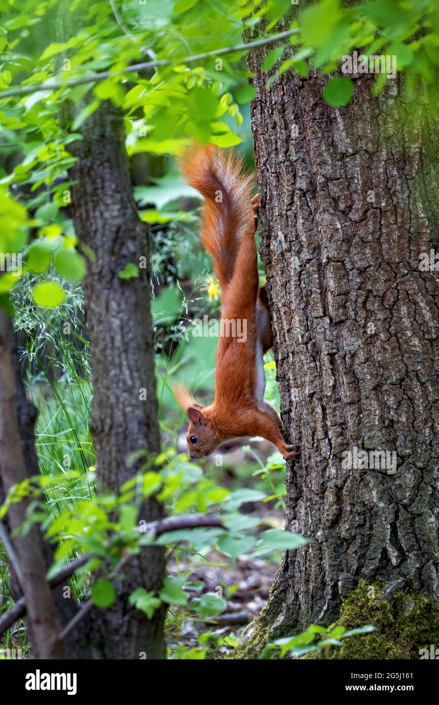Das rote Eichhörnchen (Sciurus vulgaris) auf einem Baum im Wald, der untergeht, arboreale Nagetiere in der Familie: Sciuridae. Stockfoto