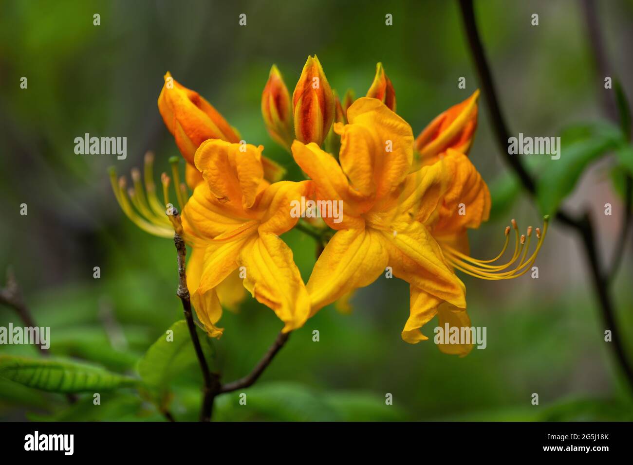Azalea Rhododendron glühende Verzierung orange Blüten Makro. Stockfoto Azalea Rhododendron glühende Verzierung orange Blüten Makro. Stockfoto