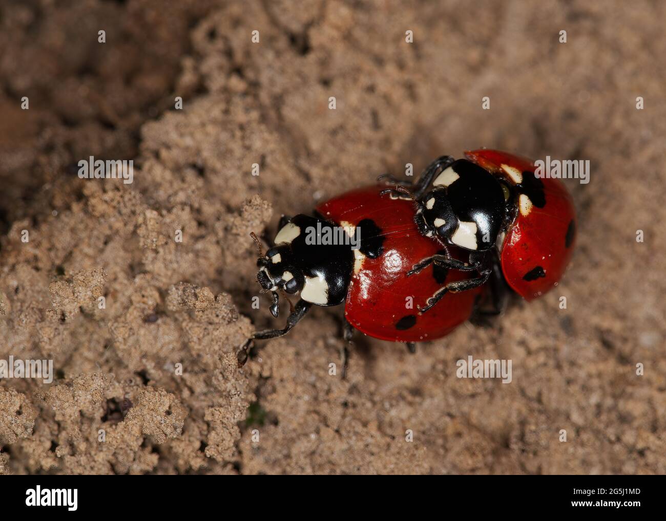 Nahaufnahme der Marienkäfer, die sich paaren Stockfoto