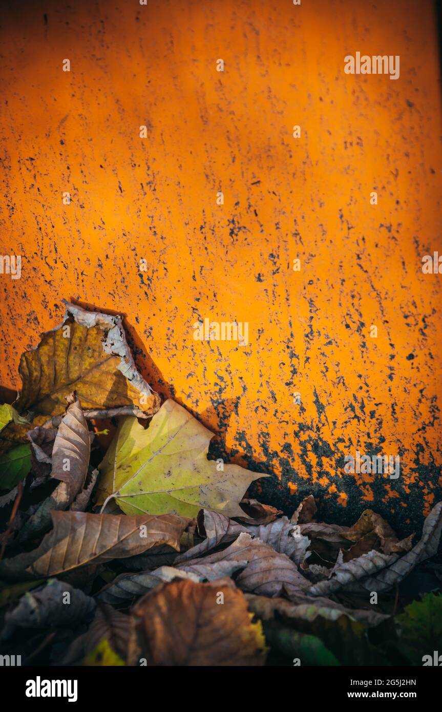 Nahaufnahme Detail von vielen gefallenen getrockneten saisonalen dekorativen Herbstblättern auf dem Boden außen in verschiedenen natürlichen Farben gegen eine orange Wand Stockfoto