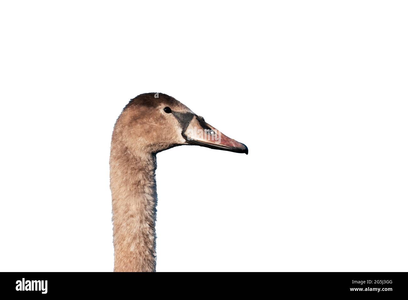 Brauner Schwanenkopf isoliert auf Weiß. Stockfoto