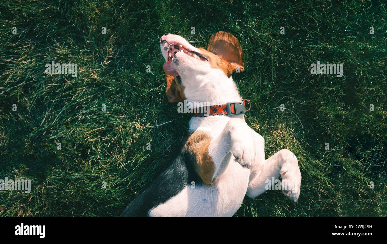 Ein glücklicher Beagle-Hund, der auf dem Gras liegt. Lächelnder Welpe, der auf dem Rasen chillte, Draufsicht Stockfoto