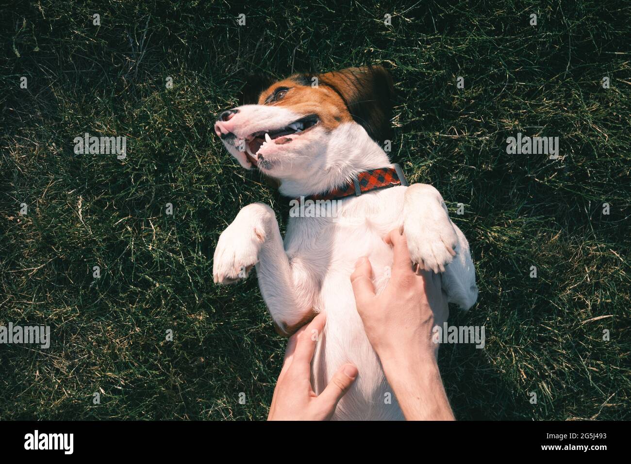 Glücklicher Beagle Hund auf dem Gras, menschliche Hände reiben seinen Bauch. Lächelnder Welpe, der auf dem Rasen, von oben oder über dem Kopf chillte Stockfoto
