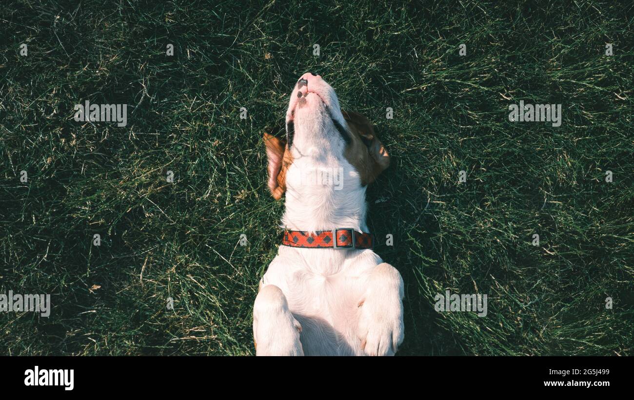 Ein glücklicher Beagle-Hund, der auf dem Gras liegt. Lächelnder Welpe, der auf dem Rasen chillte, Draufsicht Stockfoto