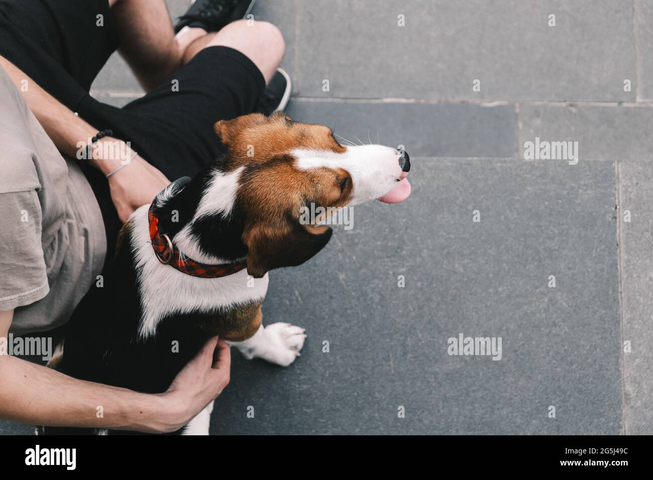 Der Beagle-Hund und sein Besitzer sitzen auf dem Bürgersteig, über dem Kopf geschossen. Lifestyle mit Haustieren im städtischen Bereich, Draufsicht und Kopierraum Stockfoto