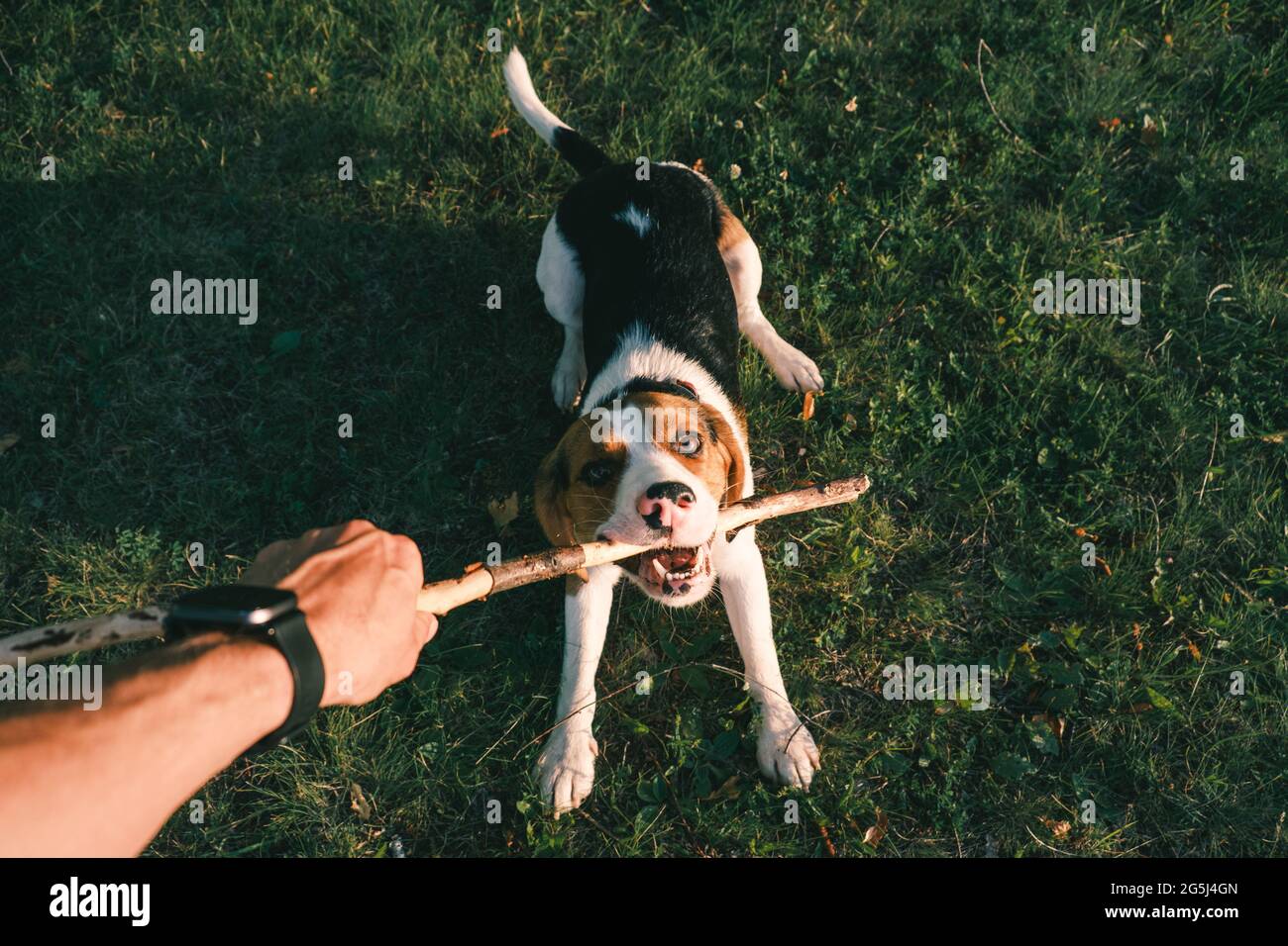 Spielen mit einem Beagle-Hund mit Stock, Ego-Perspektive. Menschliche Hand hält Stock und glücklich Welpen auf dem Gras, Weitwinkel-Sicht Schuss Stockfoto