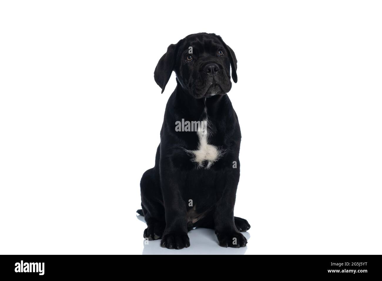 Niedlicher Cane corso Hund sitzt und sich wie ein guter Hund vor weißem Hintergrund verhält Stockfoto