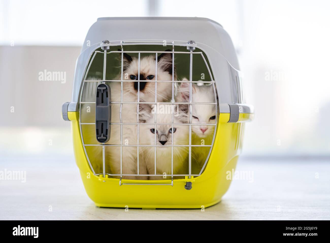 Ragdoll Katzen innen tragen Stockfoto