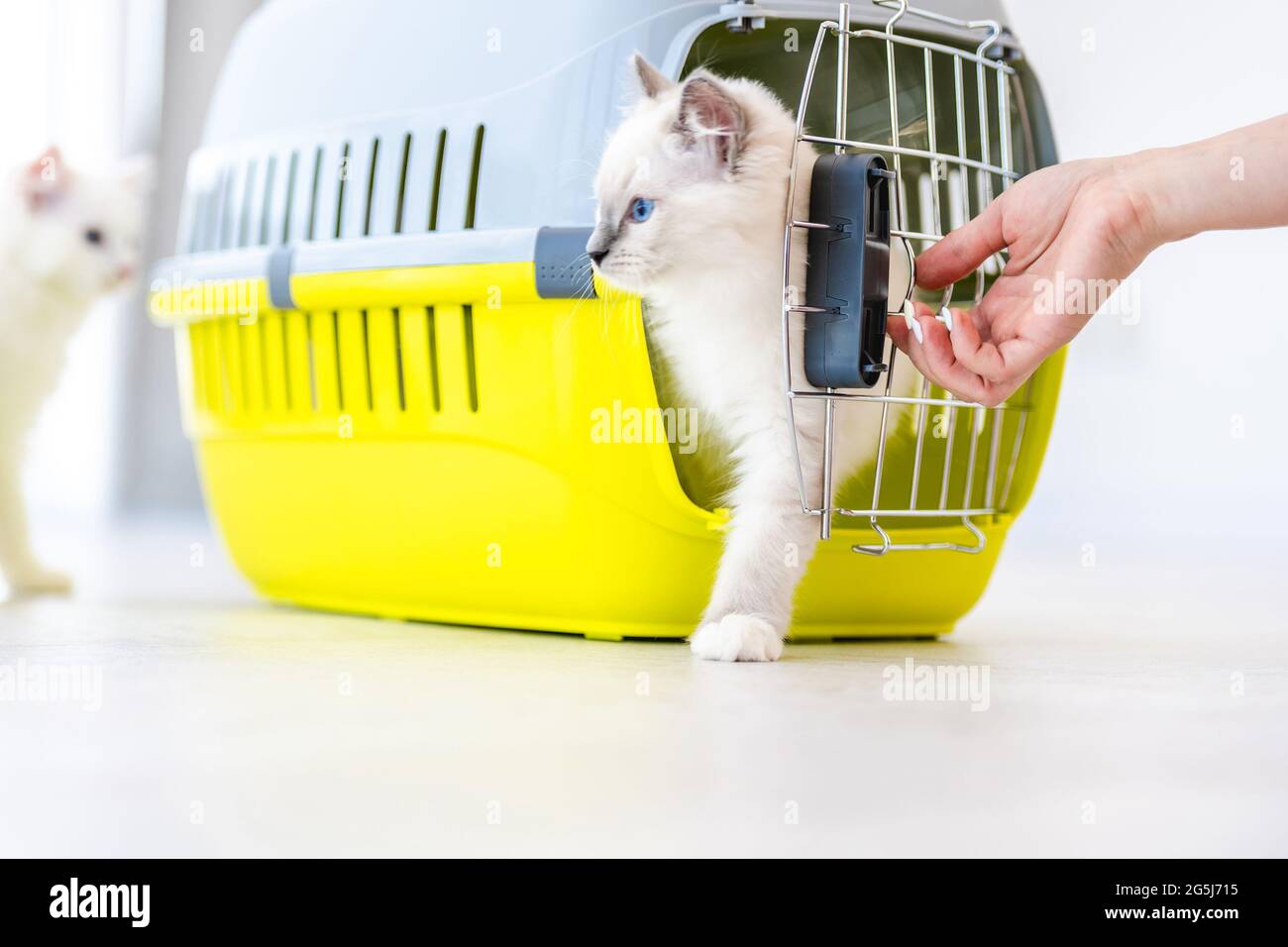Ragdoll Katzen innen tragen Stockfoto