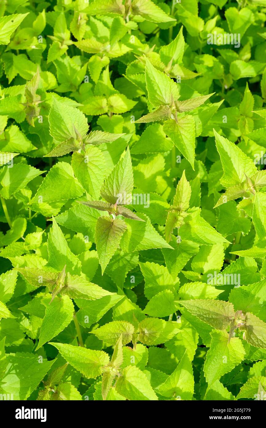 Agastache rugosa, koreanische Minze, faltiger riesiger Ysop, purpurner riesiger Ysop, indische Minze, Blaues Lakritz, huo xiang. Junge Pflanzen wachsen Bett Stockfoto