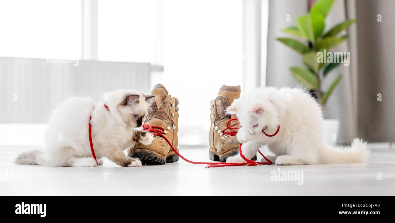 Ragdoll Kätzchen im hellen Raum Stockfoto