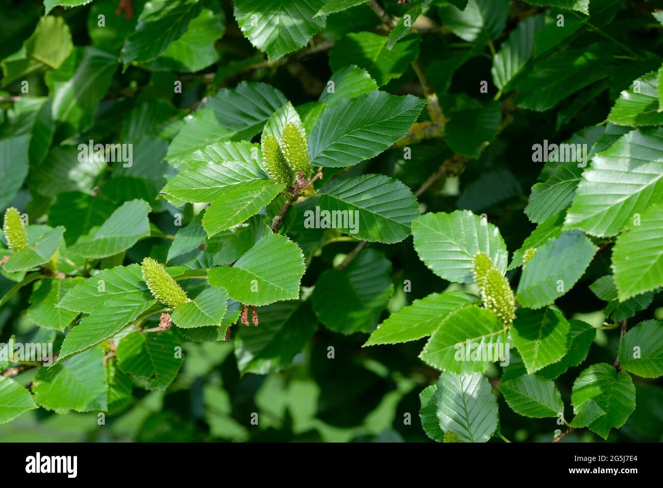 Betula medwediewii, genannt Transkaukasische Birke, Kaukasische Birke oder Medwediew-Birke, die grüne weibliche und braune männliche Blüten zeigt Stockfoto