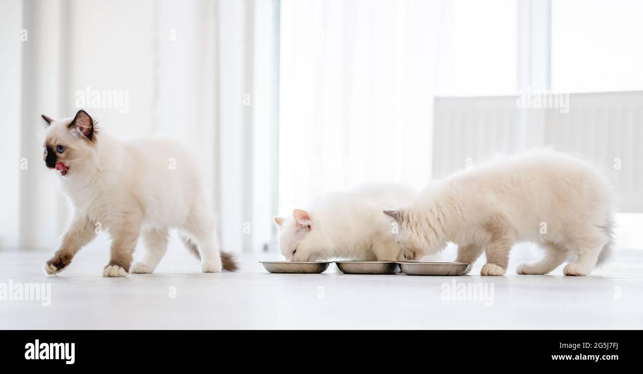 Ragdoll-Katzen im hellen Raum Stockfoto