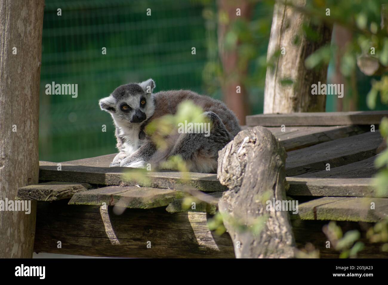 Ringschwanz-Lemur auf Holzbrett Stockfoto
