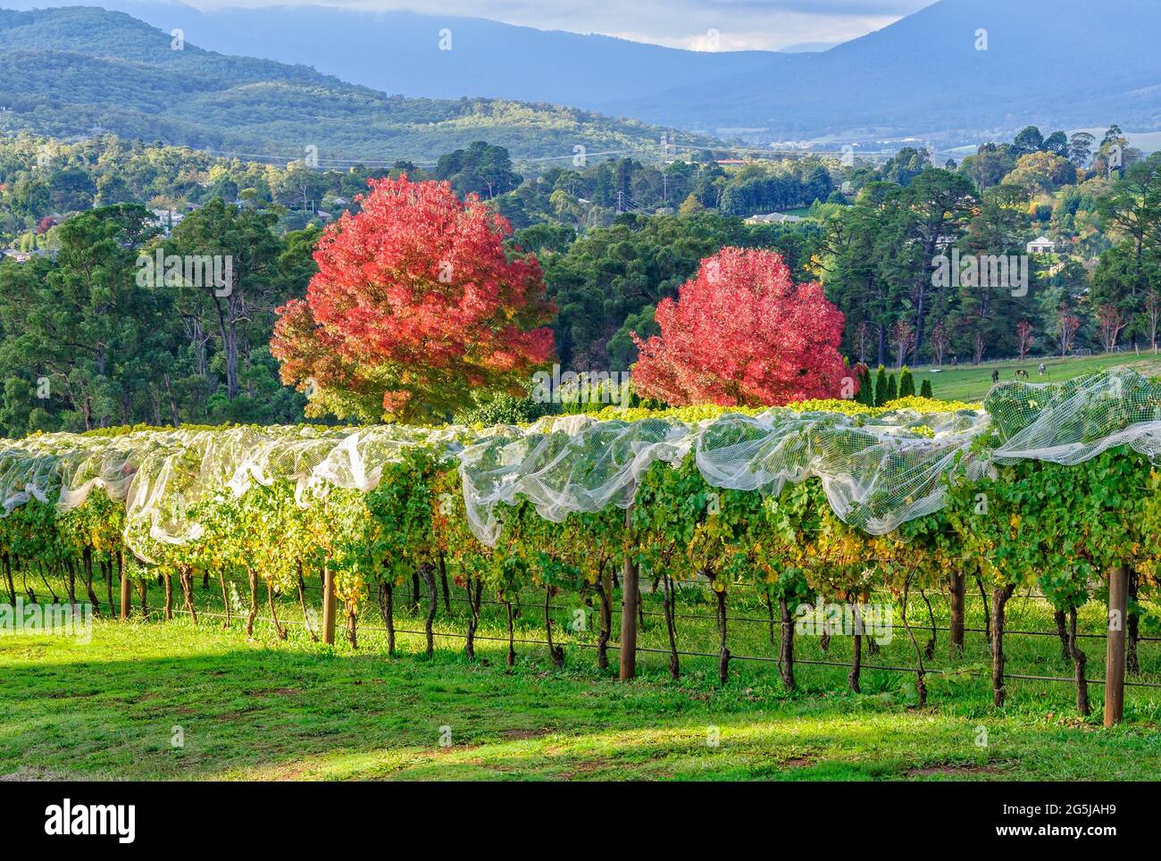 Weingut der Seville Hill Winery im Herbst - Sevilla, Victoria, Australien Stockfoto