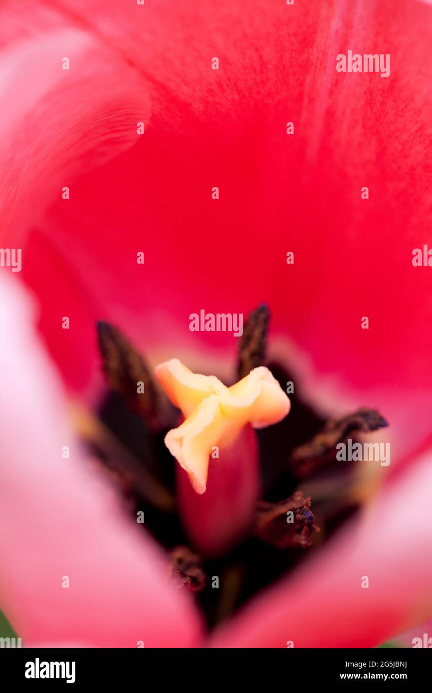 Tulipa "Rosa Impression" Stockfoto
