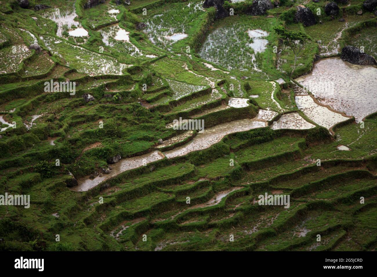 Reisfelder in Batutumonga, Lempo, Nord-Toraja, Süd-Sulawesi, Indonesien. Höhere Temperaturen, die durch die globale Erwärmung verursacht werden, dürften die Reiserträge in Indonesien verringern. Veränderungen der El-Nino-Muster, die den Beginn und die Dauer der Regenzeit beeinflussen, bringen auch die landwirtschaftliche Produktion in einen anfälligen Status. Die Entwicklung neuer oder verbesserter lokaler Reissorten, die widerstandsfähiger sind - wie jüngste Studien in anderen Ländern - könnte einer der Schlüssel zur Milderung sein. Stockfoto