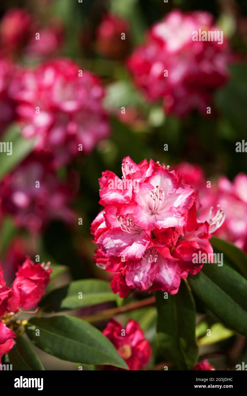 Rhododendron, „Präsident Roosevelt“ Stockfoto