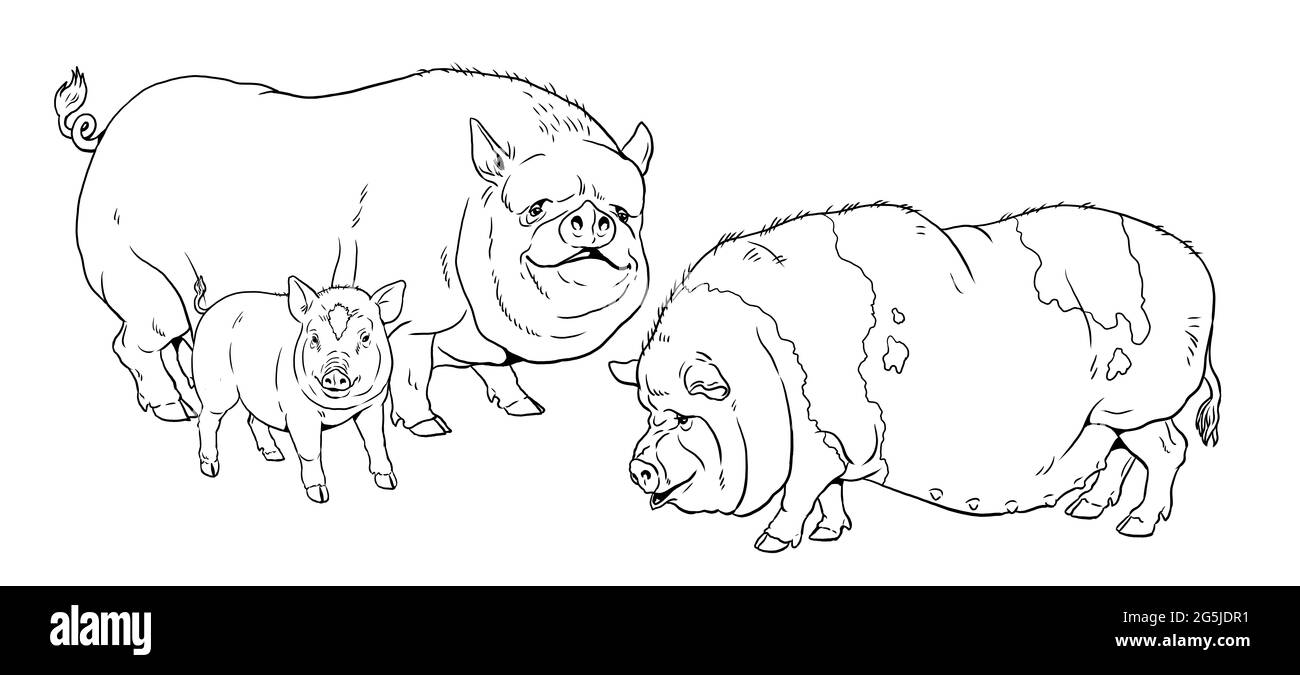 Vietnamesische Schweine Familie. Malseite mit den Tieren. Kleines Hausschwein mit Ferkeln zum Färben. Digitales Zeichnen. Stockfoto