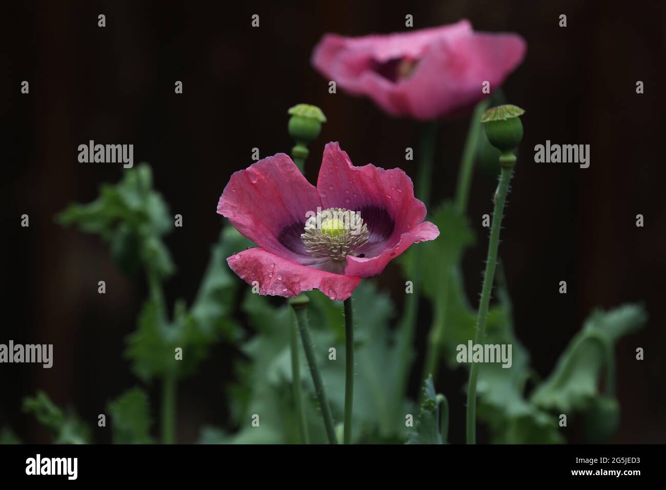 Roter und violetter Mohn auf dunklem Grund. Stockfoto