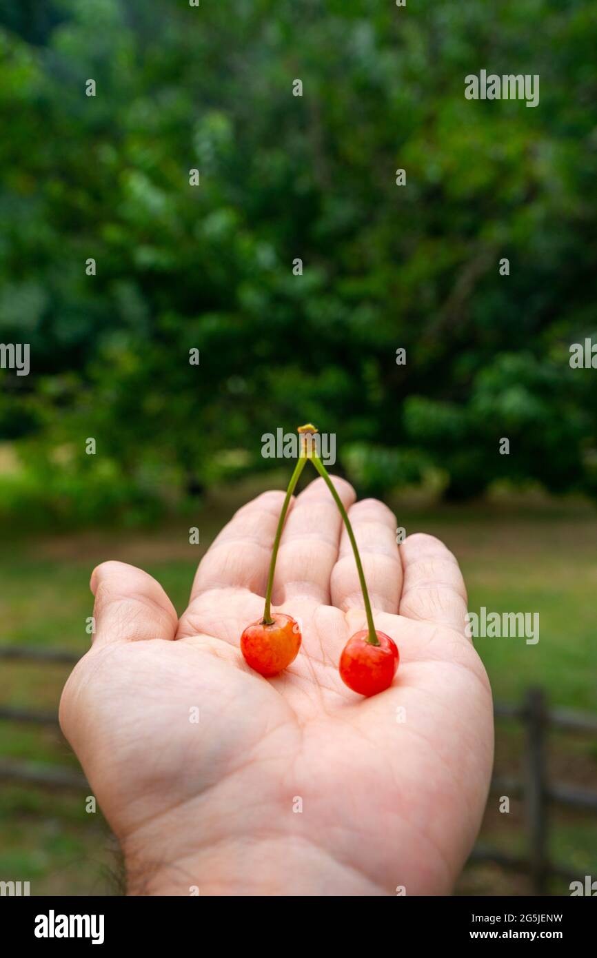 Nahaufnahme von zwei wilden Kirschen auf der Handfläche Stockfoto