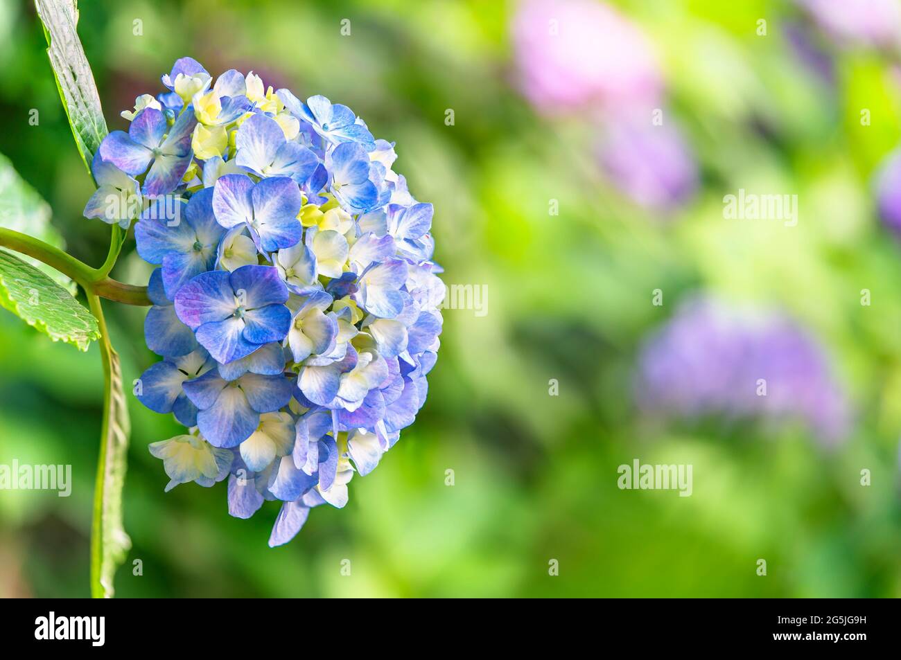 Nahaufnahme einer japanischen blauen Hortensienblume namens ajisai oder Hon-ajisai, die an der Asuka-no-komichi Straße blüht, die für ihre Hortensien in Nishigaha berühmt ist Stockfoto