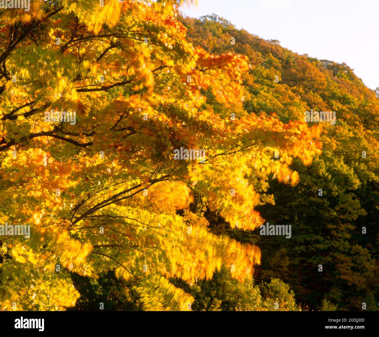 Herbst acer, Wind geblasen. Stockfoto