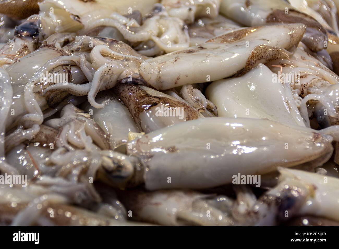 Frische rohe Tintenfische auf dem Rialto-Markt in Venedig, Italien Stockfoto