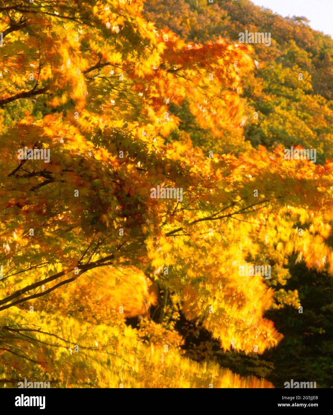 Herbst acer, Wind geblasen, Stockfoto