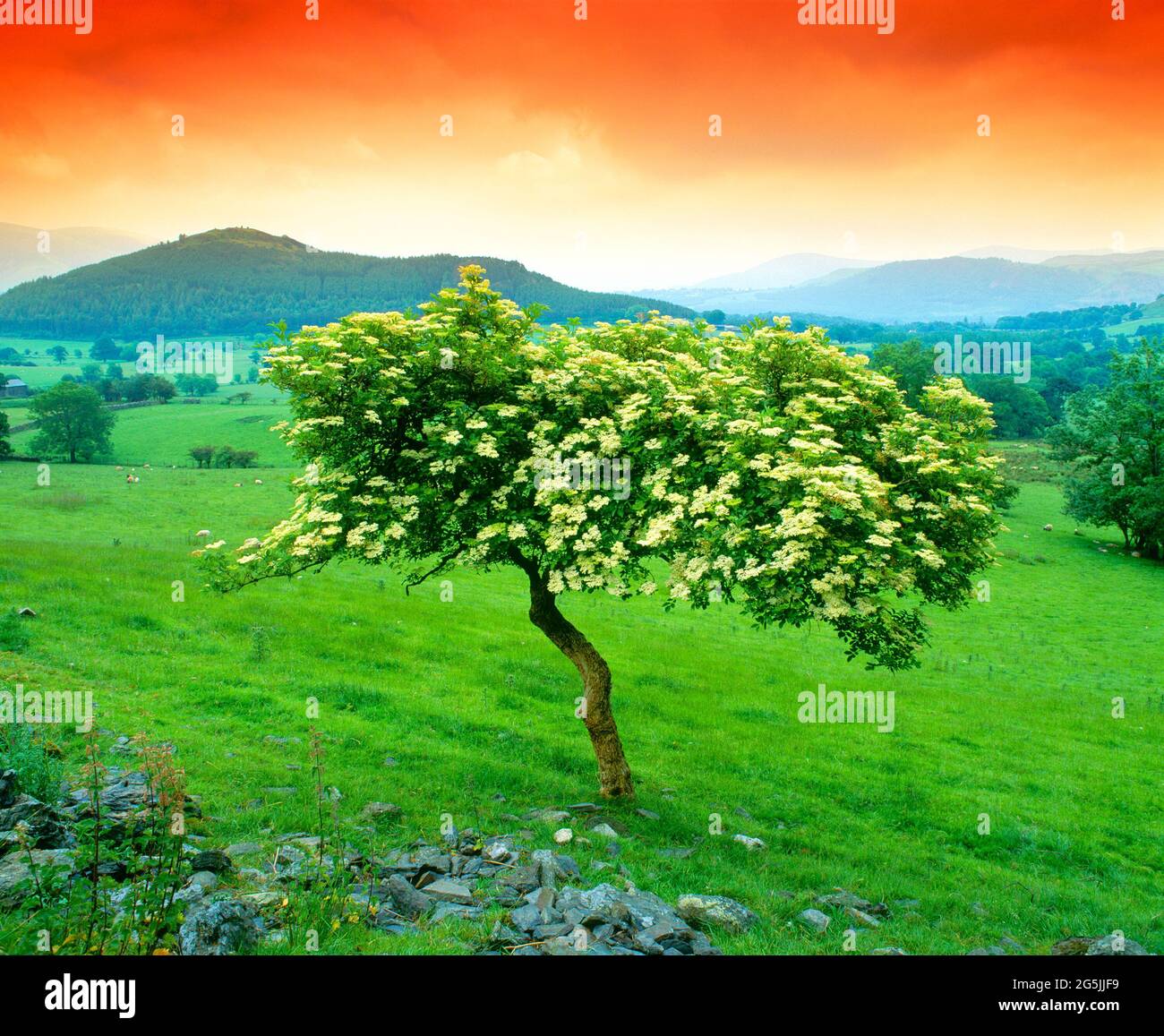 Holunderbaum, in Cumbrian Landschaft, UK, Sommer, Stockfoto