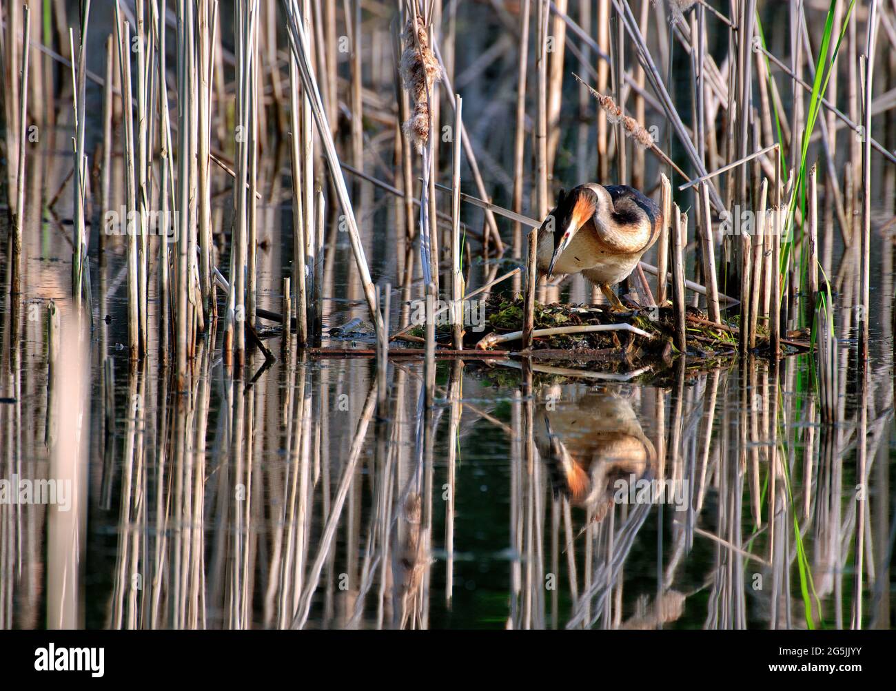 Der Haubentaucher (Podiceps cristatus) auf dem Nest, das am Rand des Schilf versteckt ist. Frühling, Juni. Blick auf Plska.Horizonta. Stockfoto