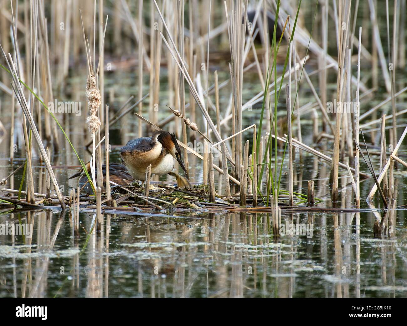 Zwei der Haubentaucher (Podiceps cristatus) auf ihrem Nest versteckt am Rand des Schilf.Frühling, Juni. Polen.Horizonta-Ansicht. Stockfoto