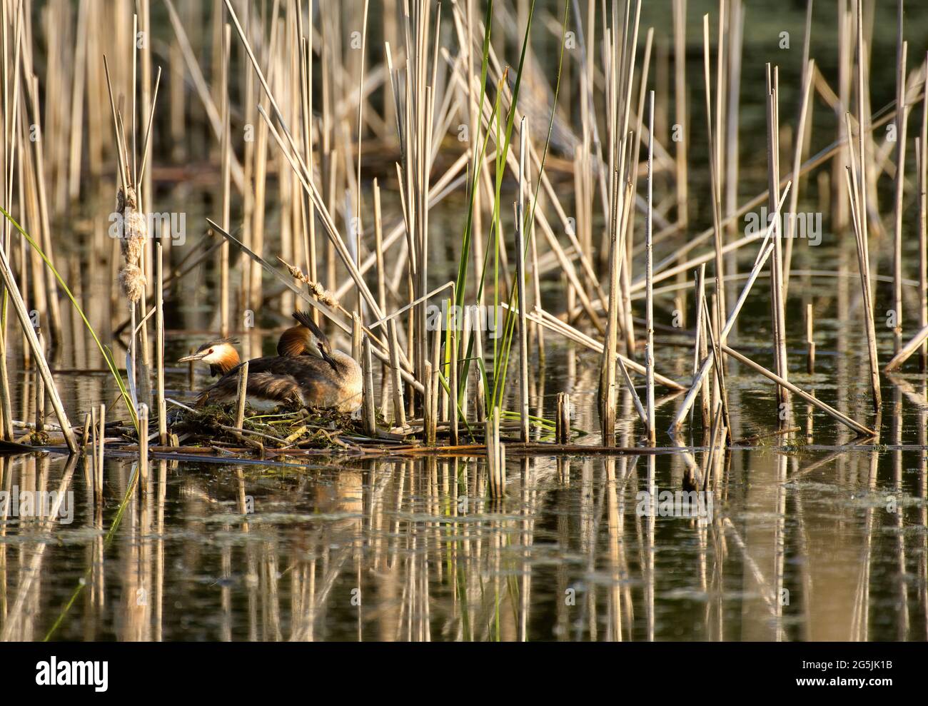 Zwei der Haubentaucher (Podiceps cristatus) auf ihrem Nest versteckt am Rand des Schilf.Frühling, Juni. Polen.Horizonta-Ansicht. Stockfoto
