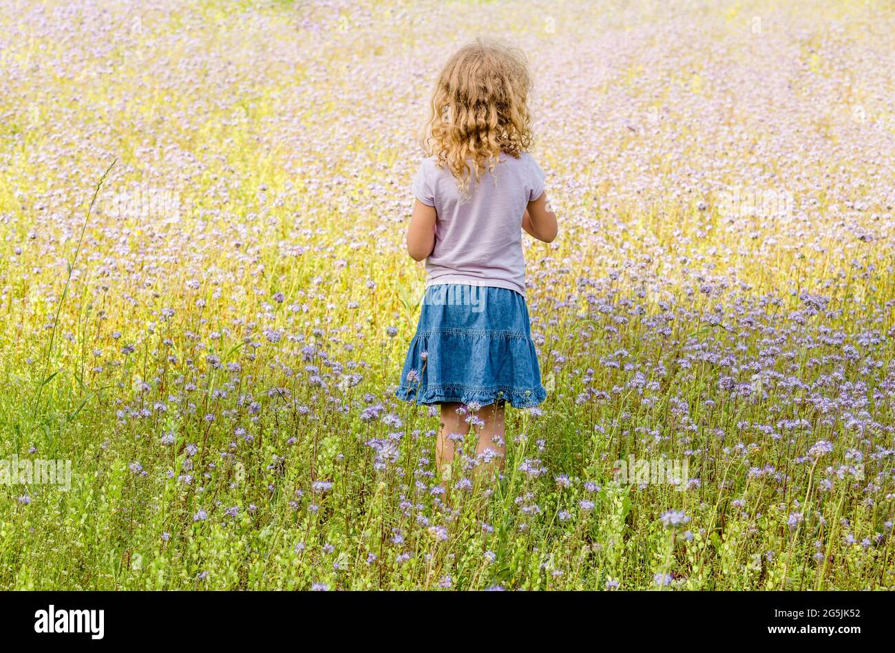 6 Jahre altes blondes lockiges Haar-Mädchen, das in Phacelia tanacetifolia steht, auch bekannt als lacy Phacelia, blue tansy oder purple tansy Flower Field. Stockfoto